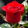 umfatima01913