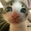 котик