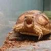 💚🐢Our_ShellBabies🐢💚