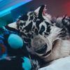 .tigertigertiger