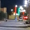 ismail.djaani