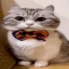 sssdrk12