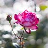 amir.safi79