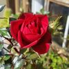 mohammad.tarek911
