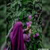 israt3931