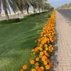 arif89569