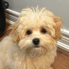 joeythemaltipoo4