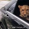 cako6_