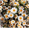 merve.nur.kaya3