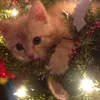 iitxchy.bq1lxz