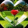 booqorada.amale