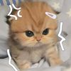 sha_syaaa5