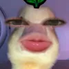 canhcutchanlun1