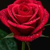 user9546110739407