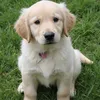 Animal Animation