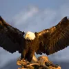 user419756124243