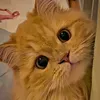 saad.ibn.myaz7
