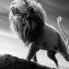 rj.king211