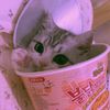 buldakkitten