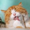 Funny Cute