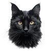 felis.orion