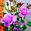 ayeshai355