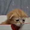 crispio_t0