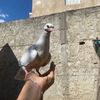 mouhamed.dridi561