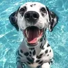 pawcora