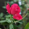 purnob1biswas4