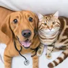 pets.you