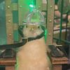 hambustbaxg