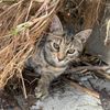 auroraadventurecat