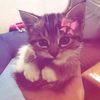 zazaii_imupp