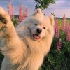 samoyedasmr