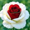 .farjana.akther07