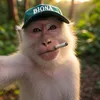 O Macaco
