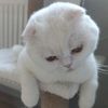 yahyaemin55