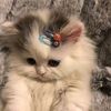 ssmuwthie