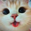 pet.love.baby1