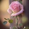 muhammad.ranjha160