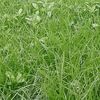 tabasum6520