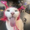 .cat_.catt