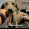 Forever-homes-animals- rescue6