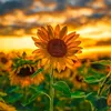 congg_hoan