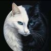 shaty_505