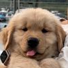 goldenboycheddar