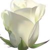 user91950694674153