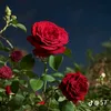 eib_78