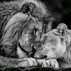mufasa_pride66